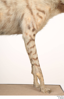 Striped Hyena Hyaena hyaena leg 0001.jpg